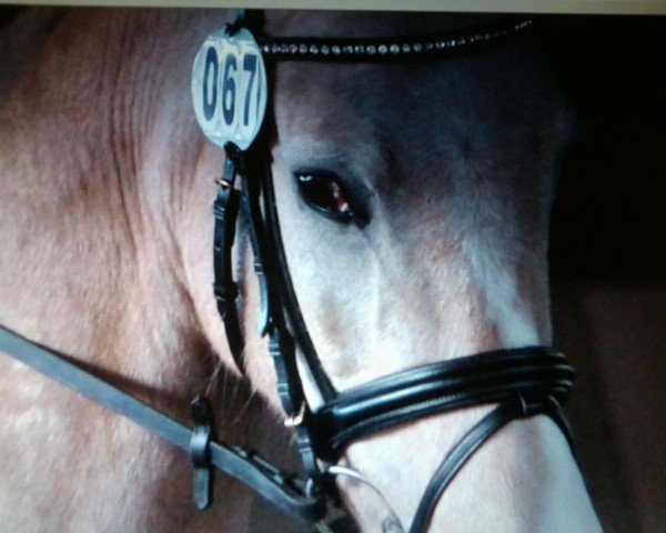 horse Arts-Hexenländer (German Riding Pony, 2007, from Der Harlekin B)