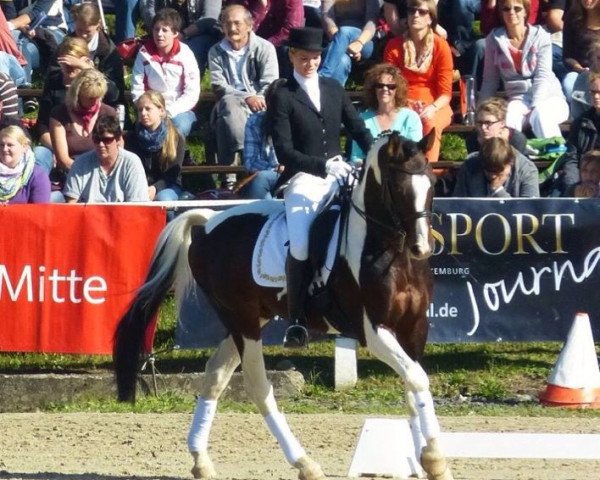 stallion Störtebecker (Roan Warmblood, 2002, from Samico F)