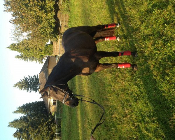 horse Ramazzotti Il Campione (Oldenburg, 2008, from Rubinero 2)