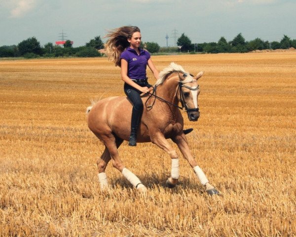 dressage horse Coelenhage's Escudo (Nederlands Welsh Ridepony, 2004, from Speyksbosch Nando)