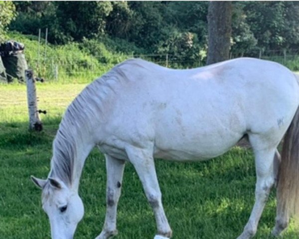 jumper Casablanca 68 (German Warmblood, 2000, from Cyper Space)