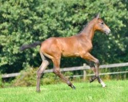 Springpferd Tout Le Monde Kh (Württemberger, 2013, von Toulon)