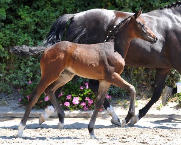 horse Shokolata (Bavarian, 2013, from Fidertanz)