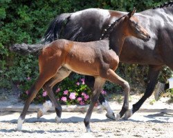 horse Shokolata (Bavarian, 2013, from Fidertanz)
