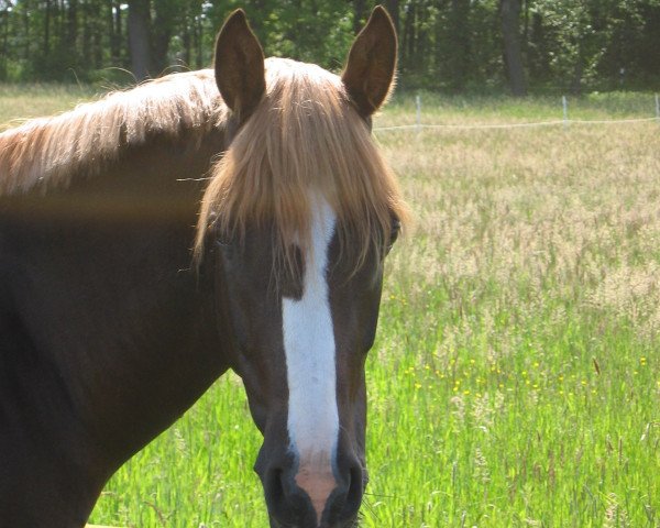 dressage horse Don't Touch 9 (German Riding Pony, 2002, from Dressman III)