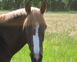 Dressurpferd Don't Touch 9 (Deutsches Reitpony, 2002, von Dressman III)