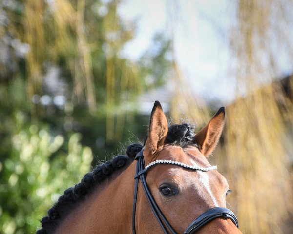 stallion East Hampton MF (Rhinelander, 2019, from Escamillo) stallion East Hampton MF (Rhinelander, 2019, from Escamillo)