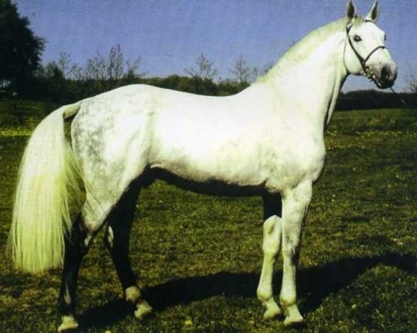 Deckhengst Cantus (Holsteiner, 1981, von Caletto I)
