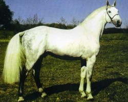 stallion Cantus (Holsteiner, 1981, from Caletto I)