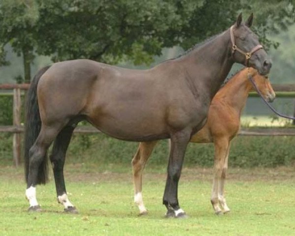broodmare Radetsky (Belgian Warmblood, 1994, from Chin Chin) broodmare Radetsky (Belgian Warmblood, 1994, from Chin Chin)
