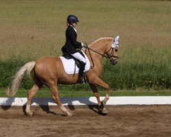 stallion Nectario (German Riding Pony, 2003, from Nacromancer inthe dark)