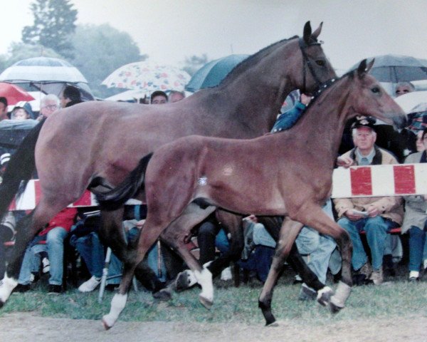 horse Toulouse (Württemberger, 1998, from Tiberias) horse Toulouse (Württemberger, 1998, from Tiberias)