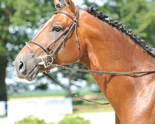 jumper Lord Grannus (Oldenburg show jumper, 2007, from Lord Z) jumper Lord Grannus (Oldenburg show jumper, 2007, from Lord Z)