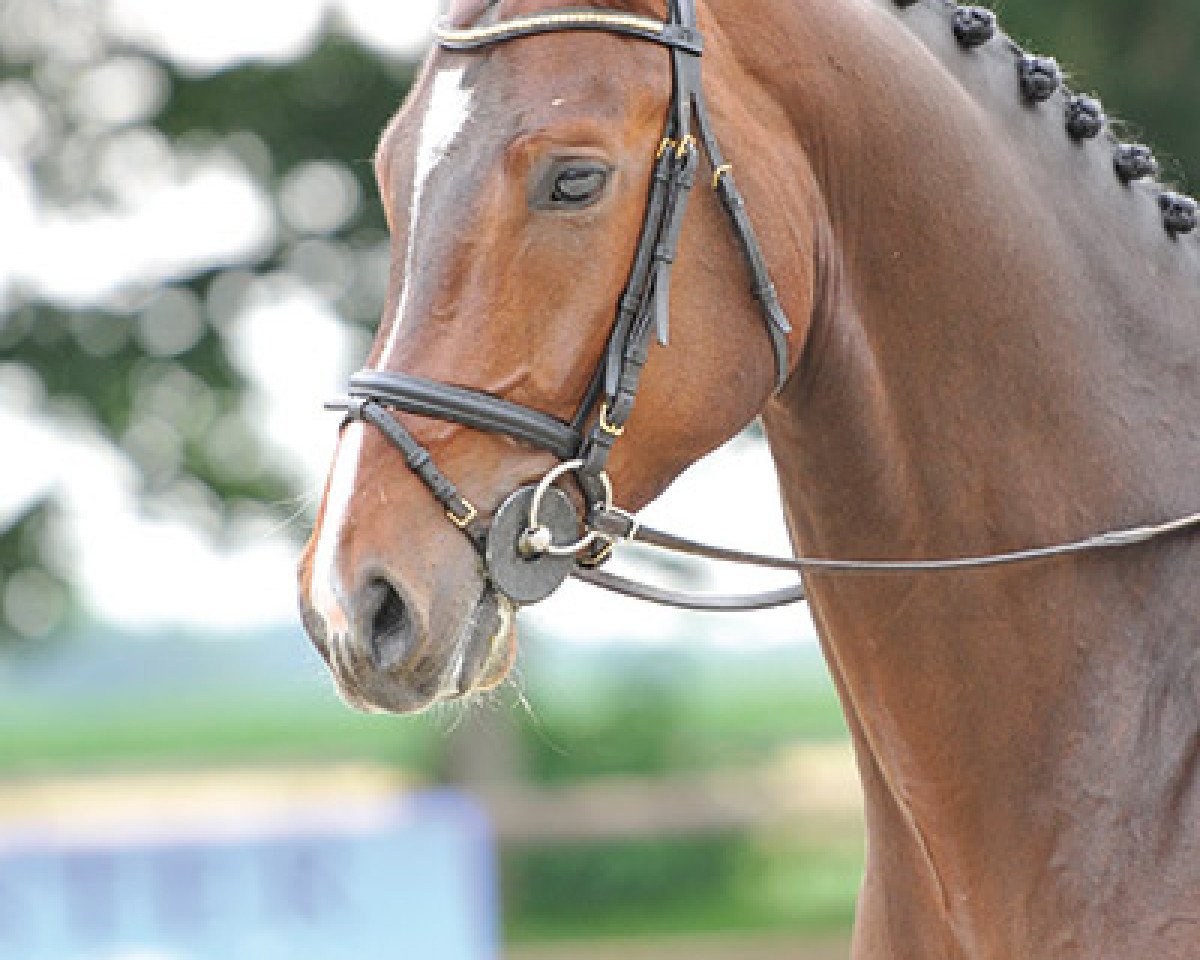 horse Sommersby 25 (Westphalian, 2009, from Stalypso)