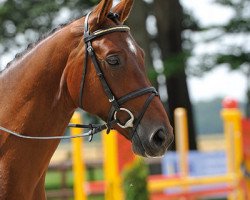 jumper Spider-Man (Hanoverian, 2008, from Stalypso)