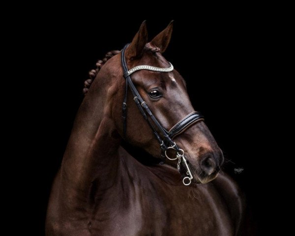 broodmare Fabulous Nougat (Hanoverian, 2012, from Fuechtels Floriscount OLD)