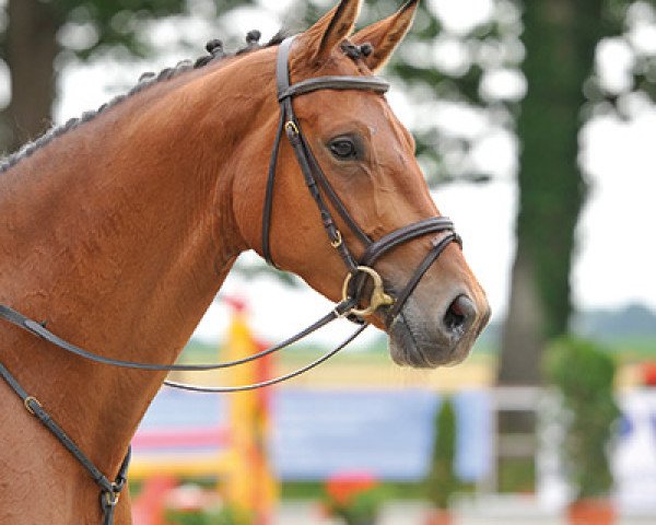Pferd Cool Classic (Oldenburger, 2009, von Carinus)