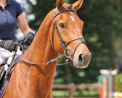 jumper Valerio (Hanoverian, 2009, from Vulkano FRH)