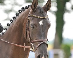 Jumper Cargentina (Oldenburger Jumping Horse, 2009, from Carenzo)