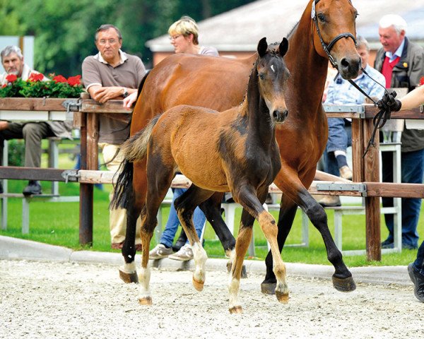 horse Caxito (Oldenburg, 2013, from Collado)