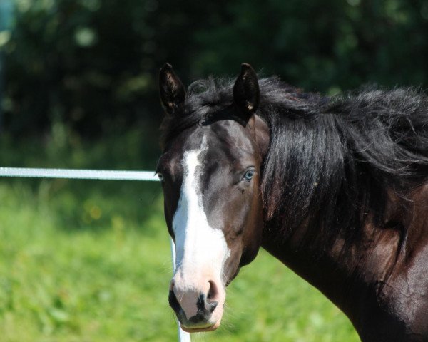 broodmare Blue Lena O'Curtis (Quarter Horse, 2010, from Hot Smokin Chex)