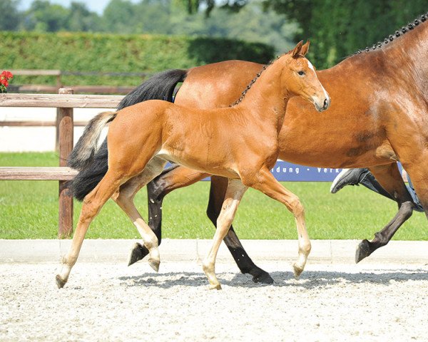 horse Lugana (Oldenburg, 2013, from Lordanos)