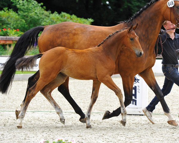 Pferd Caconda (Oldenburger, 2013, von Chlodwig)