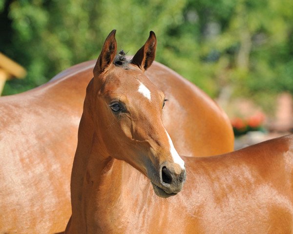 horse Stacco E (Hanoverian, 2013, from Stakkato)