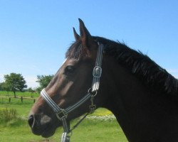 Cavallo da Dressage Stormy Dancer (Westfale, 2008, di Sunny-Boy)