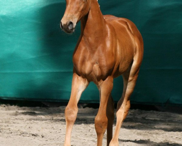 horse Nerissa 222 (Belgian Warmblood, 2013, from Cumthago C)