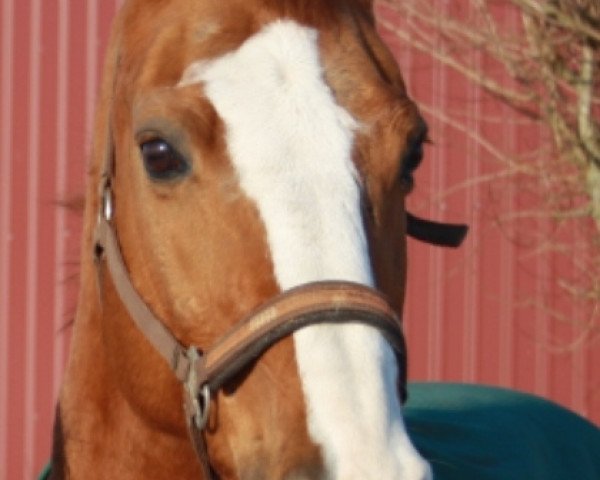 Dressurpferd Fidalgo 15 (Trakehner, 1993, von Argonaut)