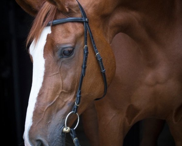 broodmare Flirt AB (Westphalian, 1997, from Freudenprinz)