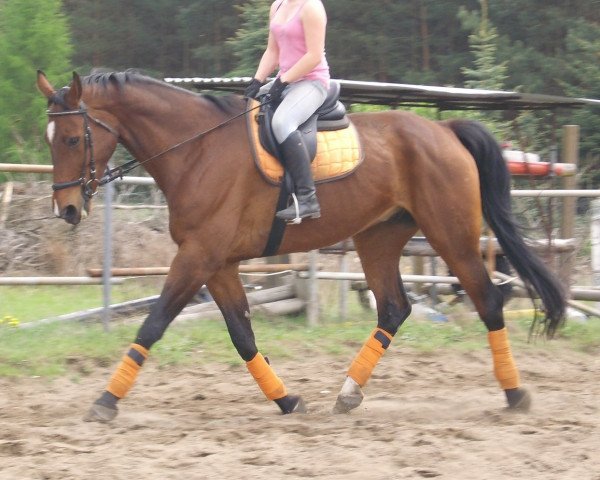 horse Wilko (Hanoverian, 1996, from Wanderkönig) horse Wilko (Hanoverian, 1996, from Wanderkönig)