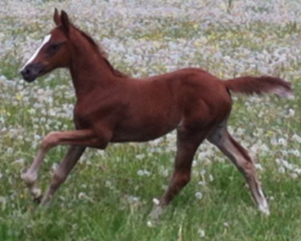 horse Qyncenza (German Warmblood, 2013, from Quadrofino)