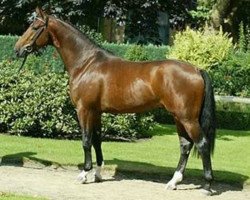 stallion Pontoromo (Westphalian, 1999, from Polydor)