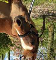 Pferd Chantal (Niederländisches Pony, 1993)