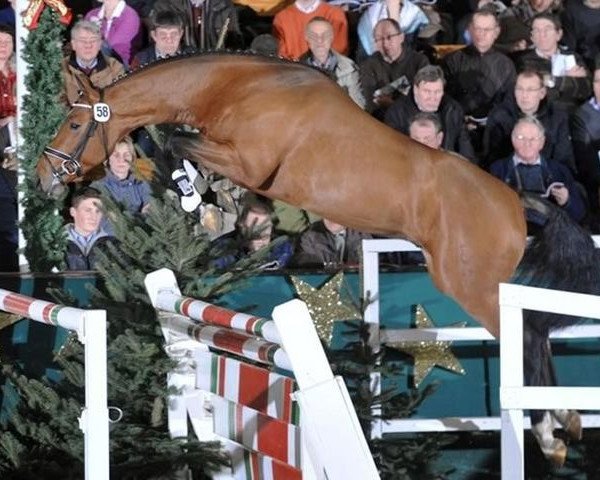 Deckhengst Laconic (Oldenburger Springpferd, 2008, von Lordanos) Deckhengst Laconic (Oldenburger Springpferd, 2008, von Lordanos)