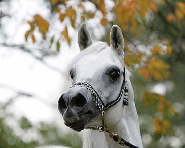 stallion Kamsin Rodan ox (Arabian purebred, 1999, from Ansata Sinan ox)