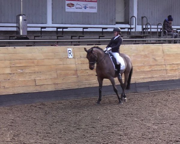 Reitturnier Heide 2022