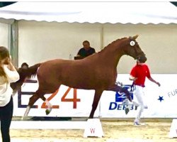 Zuchtstute Victory Lou (Westfale, 2018, von Vitalis)