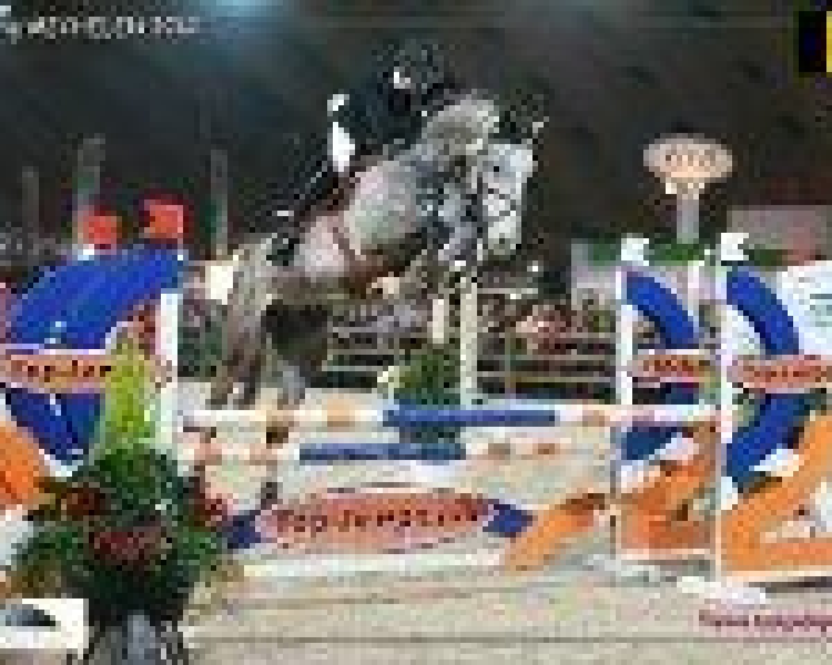 Cavallo da salto Chamani de La Pomme (Cavallo sportivo belga, 2008, di Taran de La Pomme)
