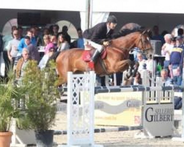jumper Gursa van den Dael (Belgian Warmblood, 2006, from Chacco-Blue)