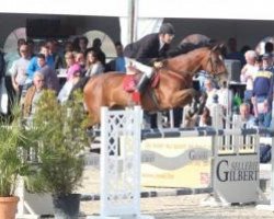 Springpferd Gursa van den Dael (Belgisches Warmblut, 2006, von Chacco-Blue)