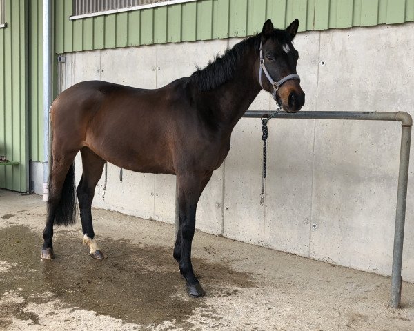 Dressurpferd Otto (Trakehner, 2015, von Zauberlord)