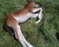 Springpferd Sweet Little Sinah Kb (Deutsches Reitpony, 2013, von Chianti Classico)