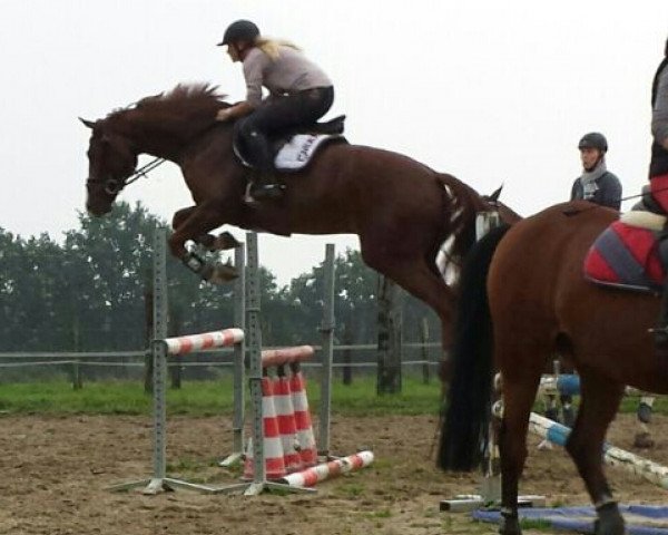 jumper Cassius Clay 30 (Hanoverian, 2010, from Chivas)