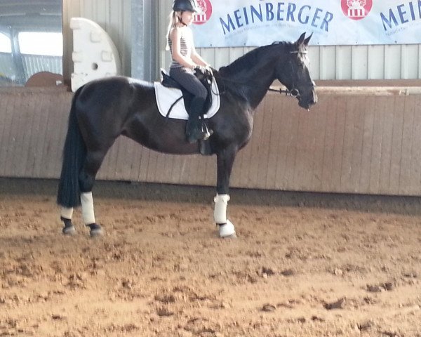 broodmare Die Da 15 (Westphalian, 2005, from Dancing Dynamite)