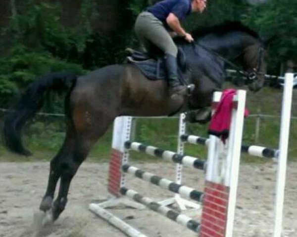 jumper Cheveyo (Holsteiner, 2008, from Contendro II)