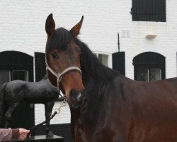 stallion Grandino Csg (KWPN (Royal Dutch Sporthorse), 2008, from Graf Grannus)
