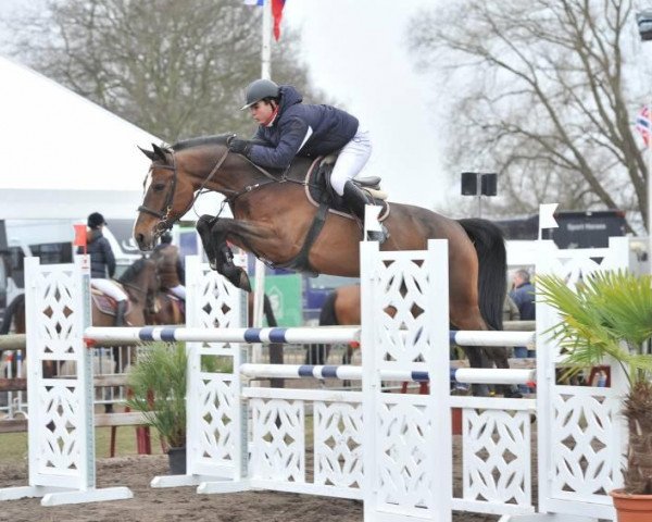 jumper Valence Dh Z (Zangersheide riding horse, 2007, from Va-Vite)